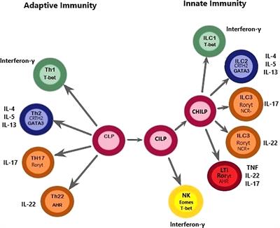 Frontiers | Innate Lymphoid Cells In Human Pregnancy